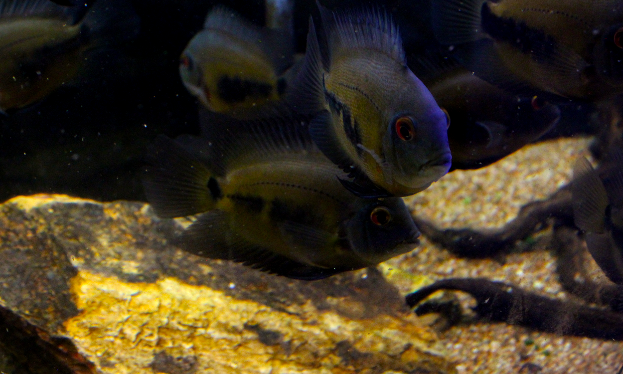 freshwater-tropic-isle-aquarium